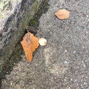 Fruit qui dégage de mauvaises odeurs