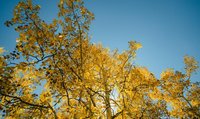 Ein Baum mit gelben Blättern vor blauem Himmel