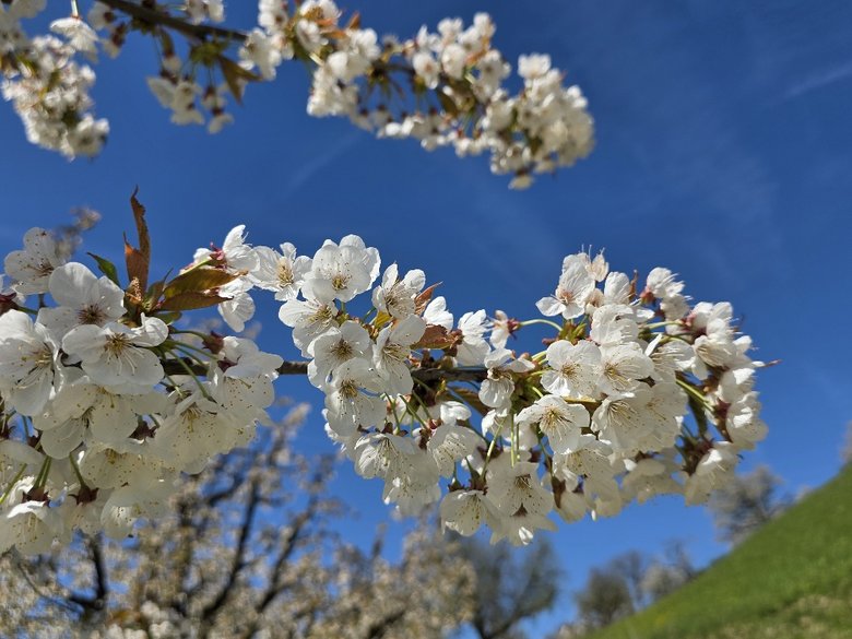 Nahaufnahme Kirschblüten
