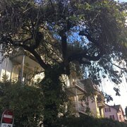 Un dernier arbre