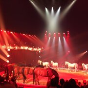 Knie, les chevaux